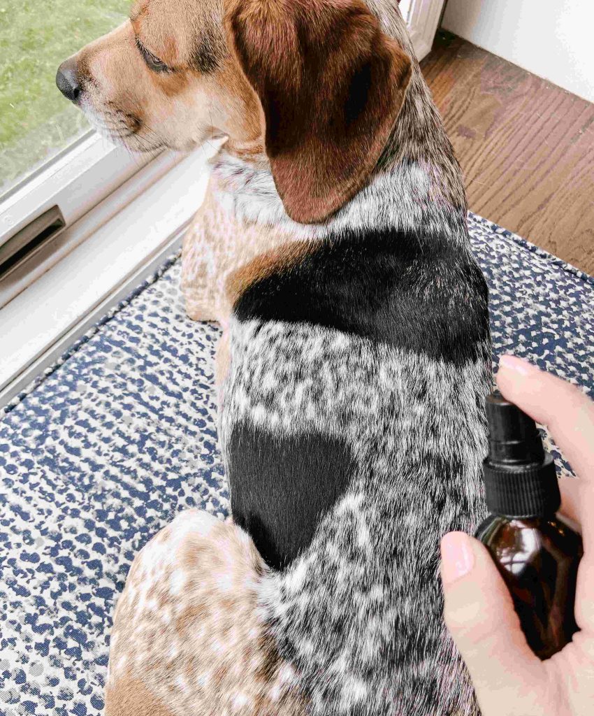 Furbaby Froth