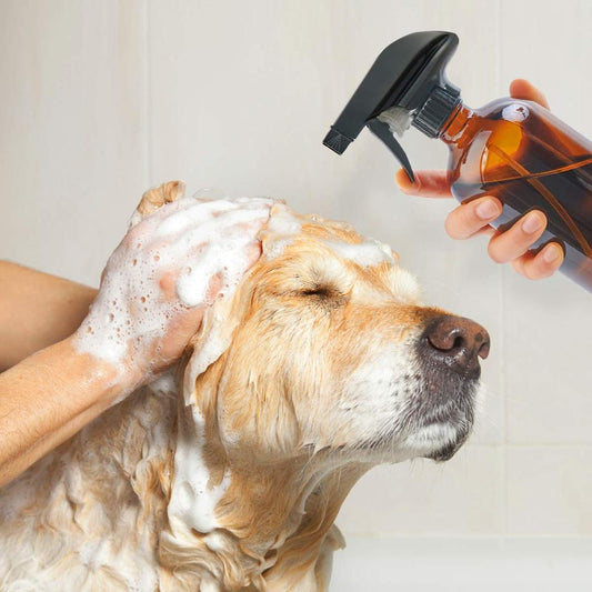 Furbaby Froth